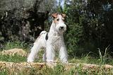 FOX TERRIER 218